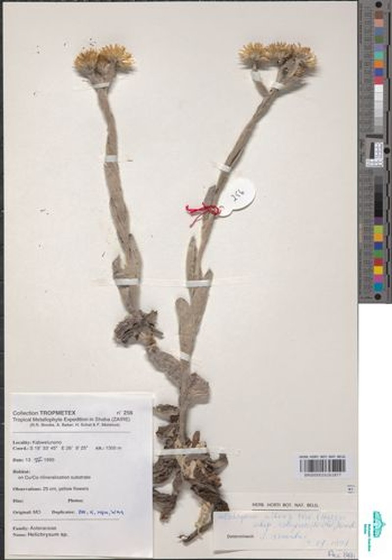 Helichrysum nitens subsp. robynsii photo 3