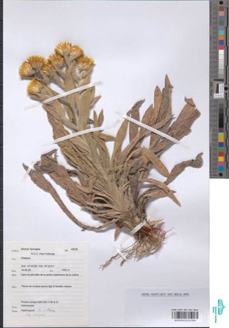 Helichrysum nitens subsp. robynsii photo 4