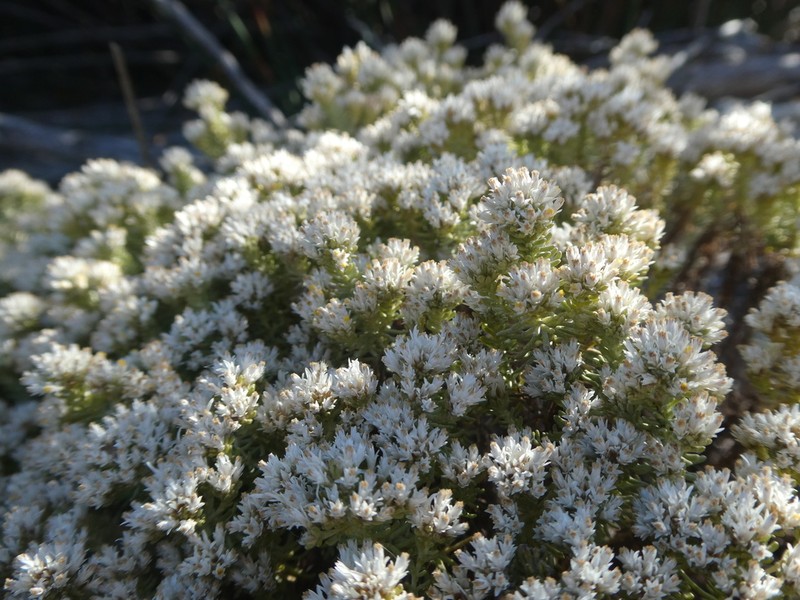 Helichrysum niveum