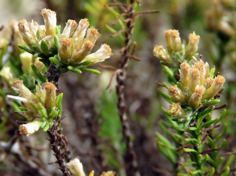 Helichrysum niveum photo 2
