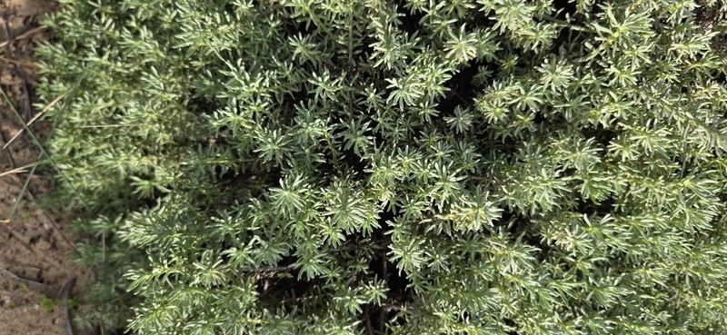 Helichrysum niveum photo 3