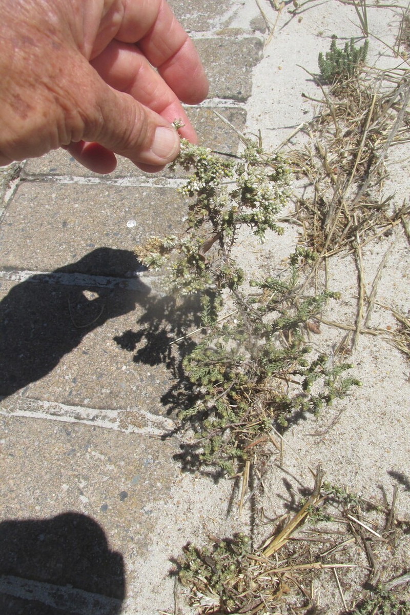 Helichrysum niveum photo 4