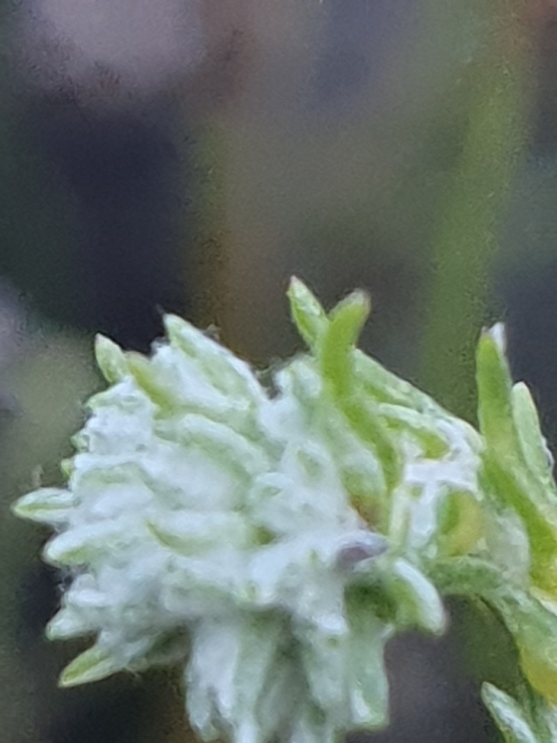 Helichrysum niveum photo 5