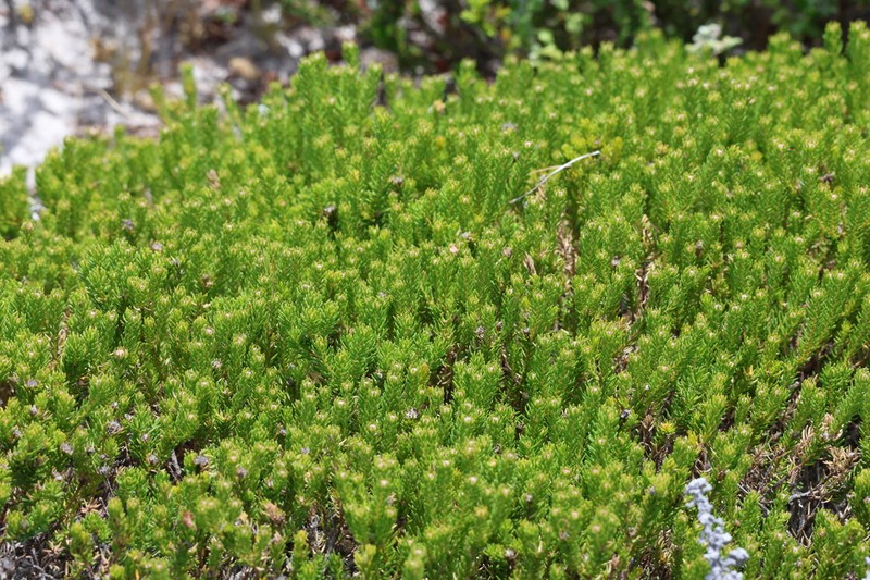 Helichrysum niveum photo 6