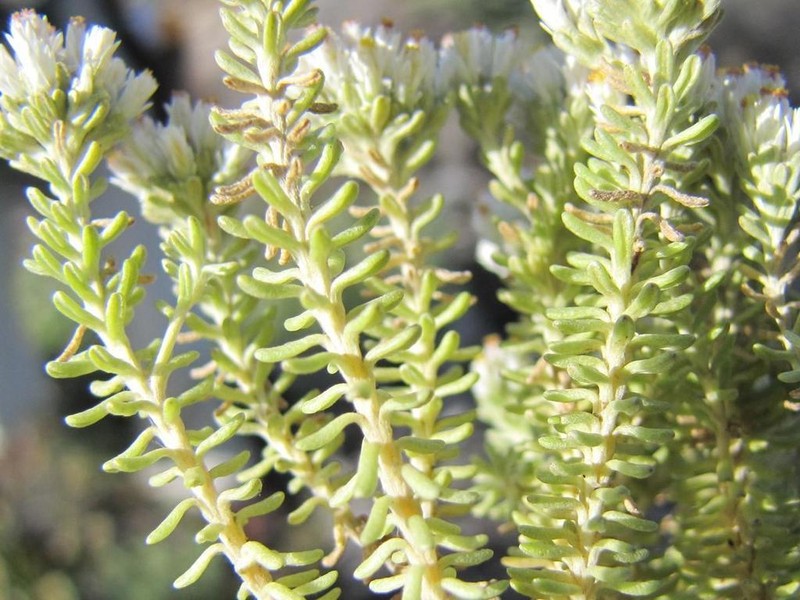 Helichrysum niveum photo 7