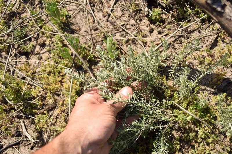 Helichrysum niveum photo 8