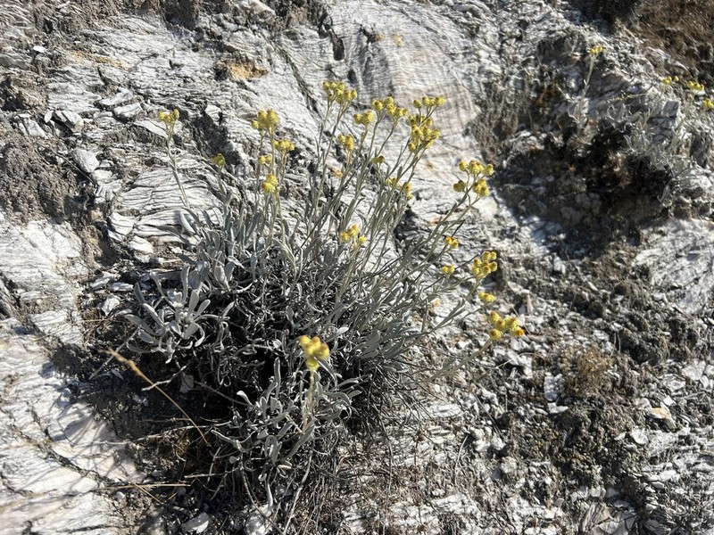 Helichrysum noeanum