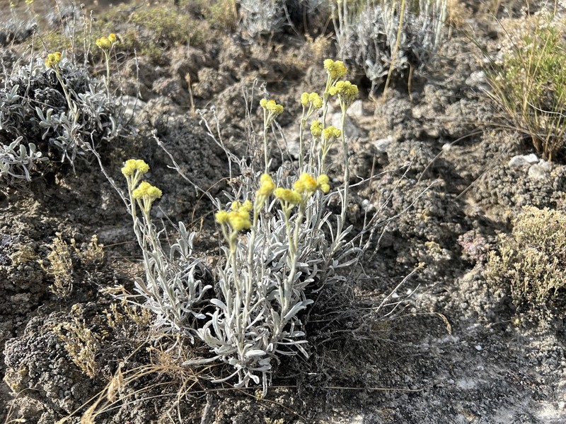 Helichrysum noeanum photo 2