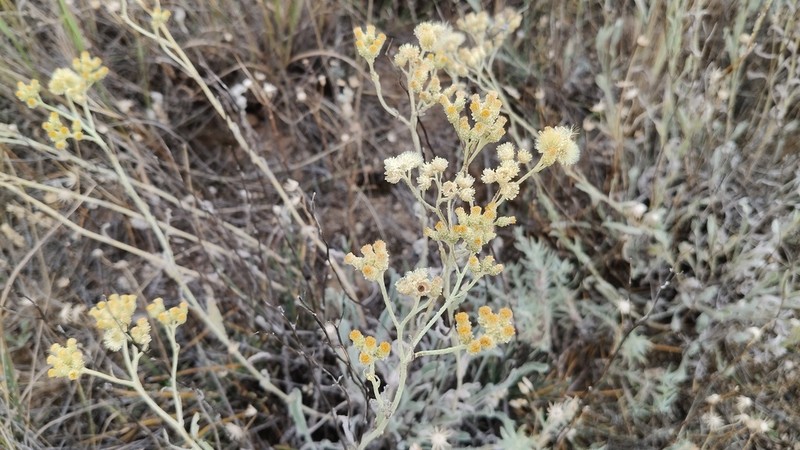 Helichrysum nogaicum