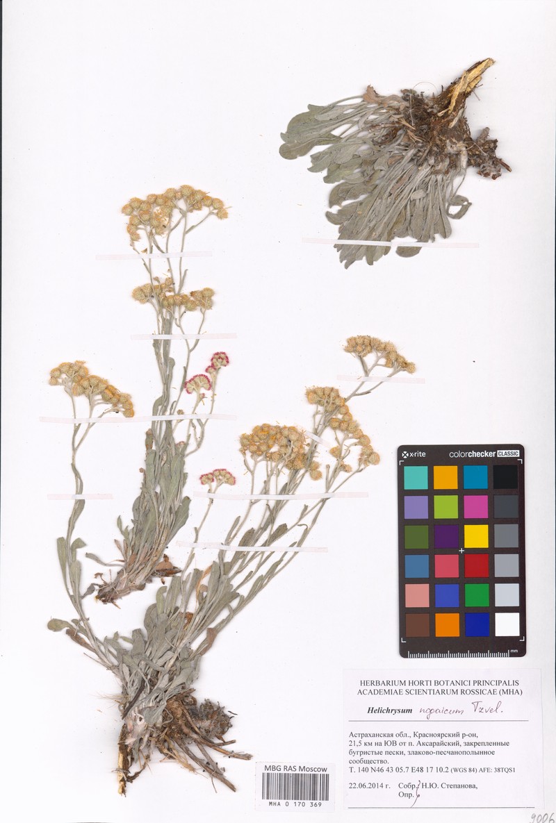 Helichrysum nogaicum photo 3