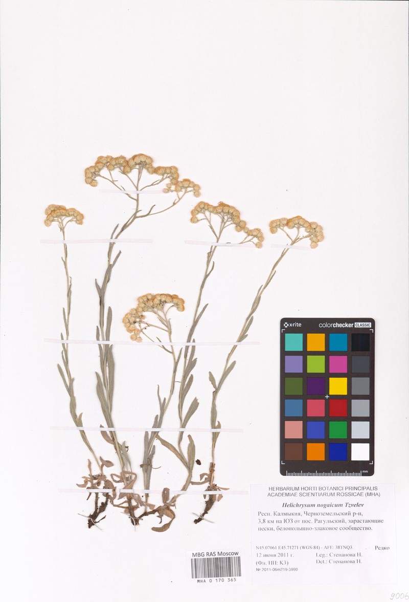 Helichrysum nogaicum photo 4