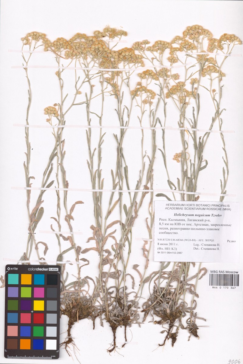 Helichrysum nogaicum photo 5