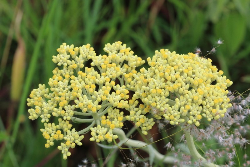 Helichrysum nudifolium