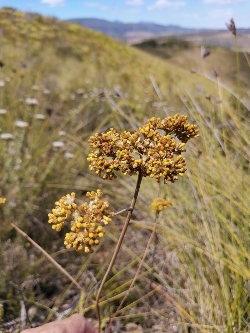 Helichrysum nudifolium photo 2