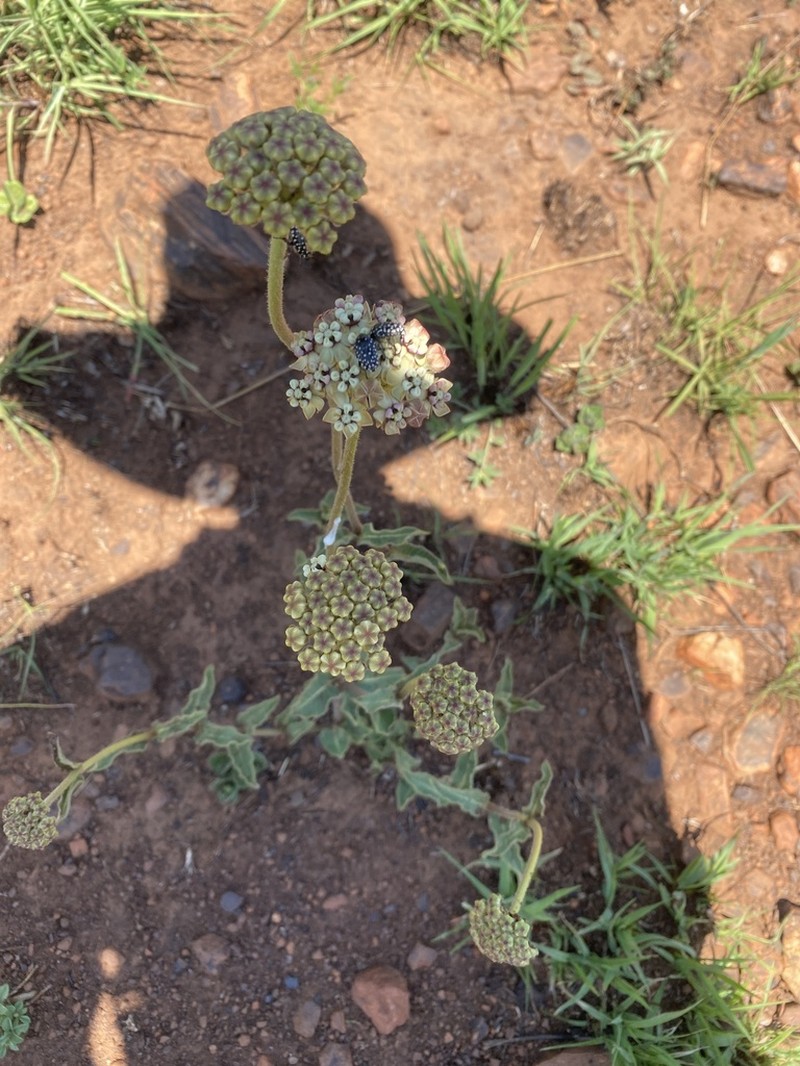 Helichrysum nudifolium photo 3