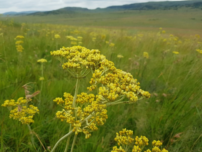 Helichrysum nudifolium photo 4