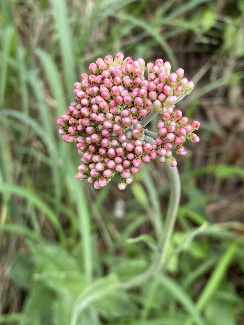 Helichrysum nudifolium photo 6
