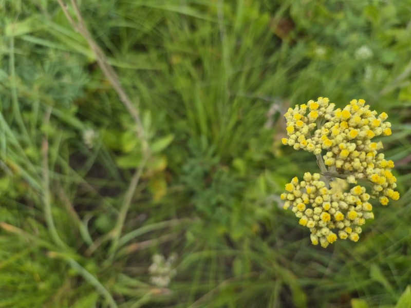 Helichrysum nudifolium var. nudifolium