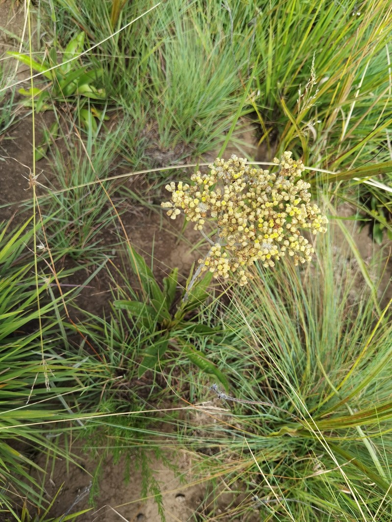 Helichrysum nudifolium var. nudifolium photo 3