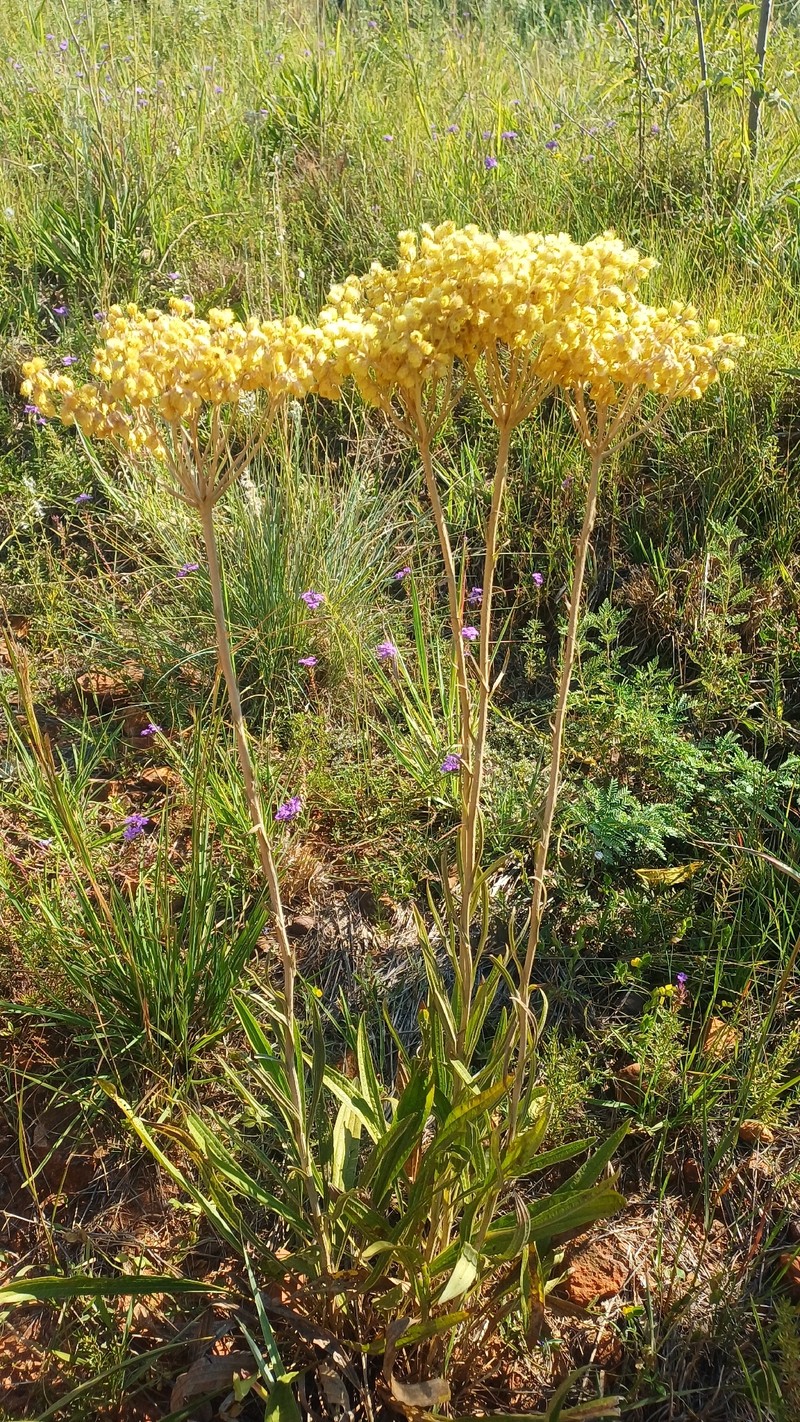 Helichrysum nudifolium var. nudifolium photo 4