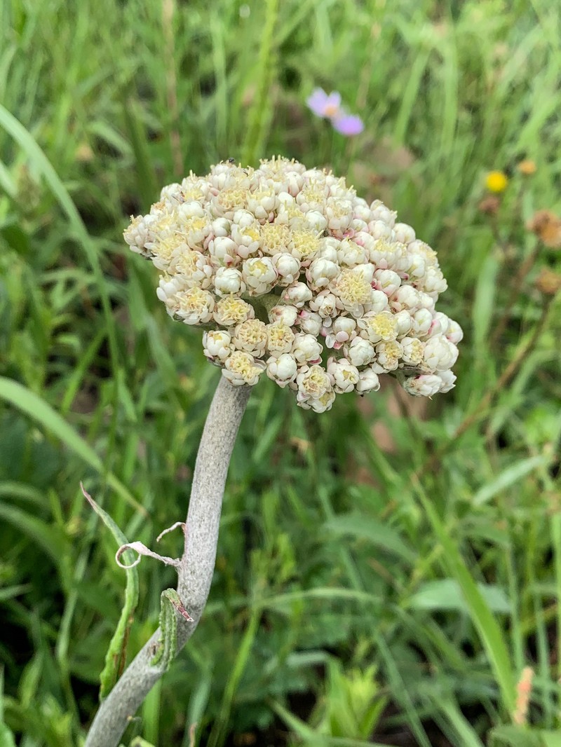 Helichrysum nudifolium var. oxyphyllum