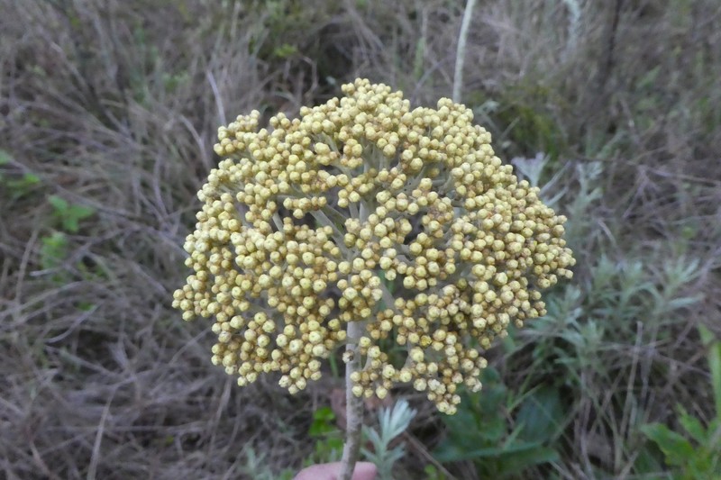 Helichrysum nudifolium var. oxyphyllum photo 2