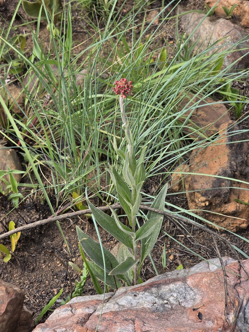 Helichrysum nudifolium var. oxyphyllum photo 3
