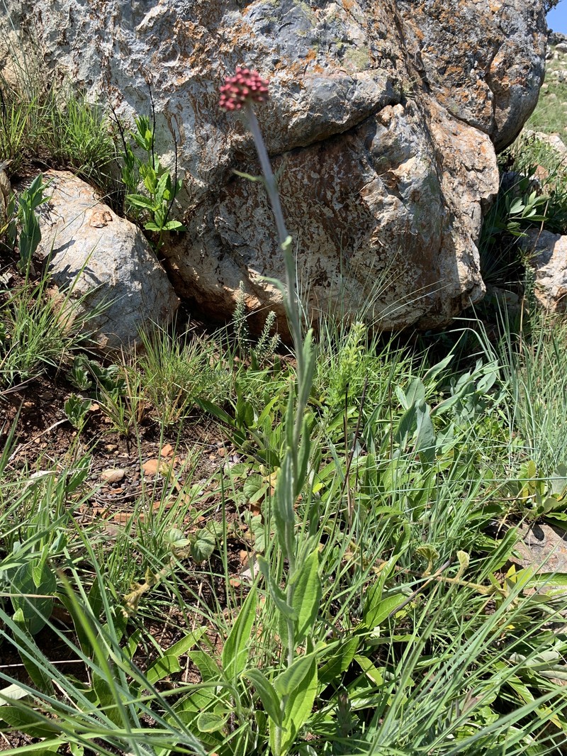 Helichrysum nudifolium var. oxyphyllum photo 4