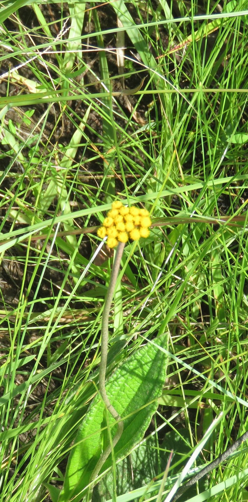 Helichrysum nudifolium var. pilosellum photo 2
