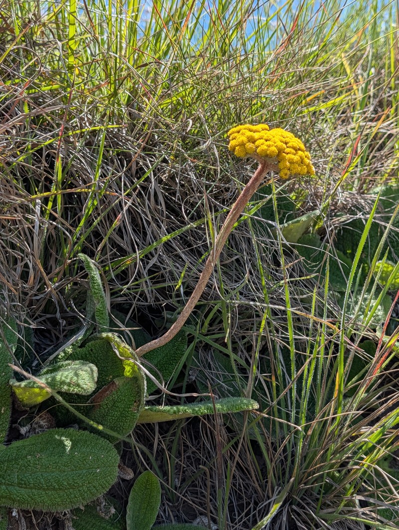 Helichrysum nudifolium var. pilosellum photo 5