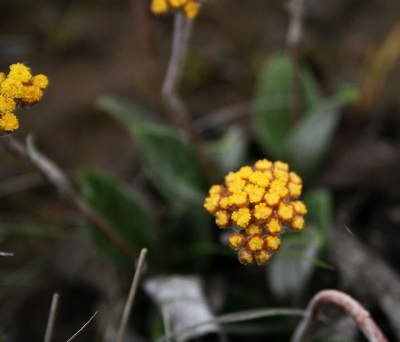 Helichrysum nudifolium var. pilosellum