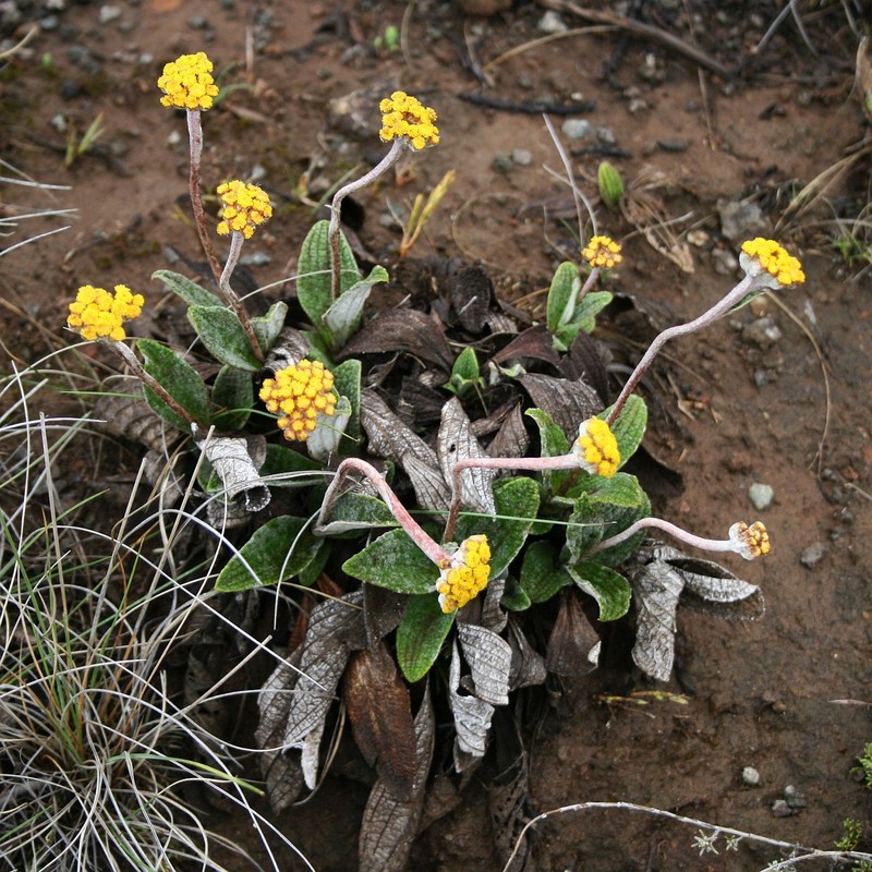 Helichrysum nudifolium var. pilosellum photo 6