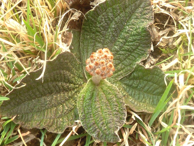 Helichrysum nudifolium var. pilosellum photo 7