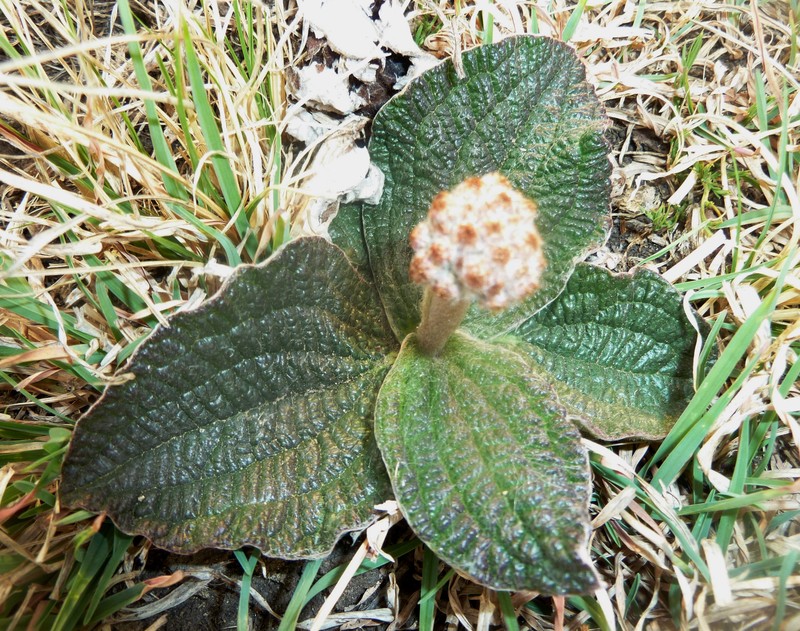 Helichrysum nudifolium var. pilosellum photo 8