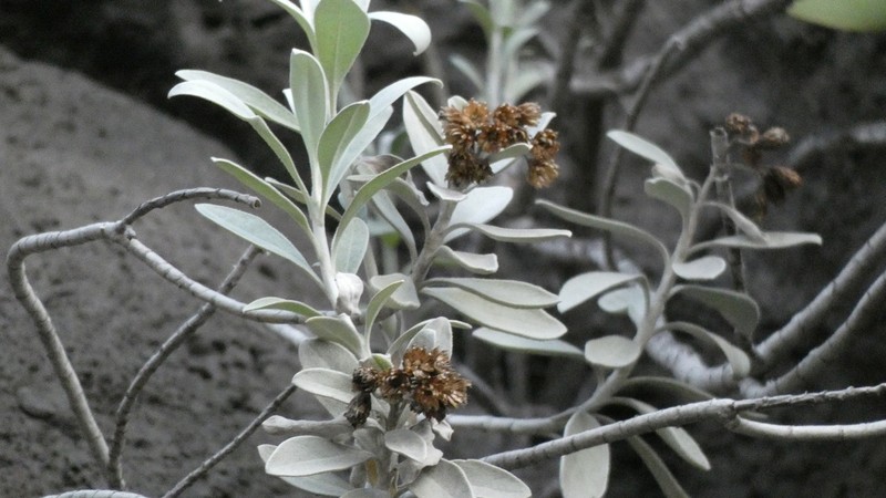 Helichrysum obconicum