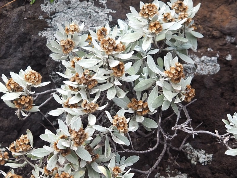 Helichrysum obconicum photo 2