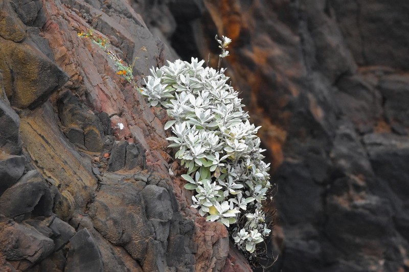Helichrysum obconicum photo 3