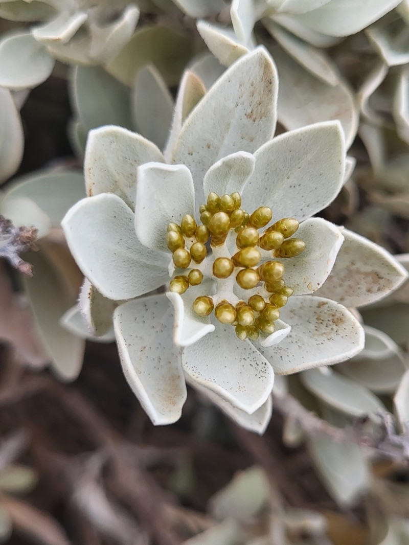 Helichrysum obconicum photo 4