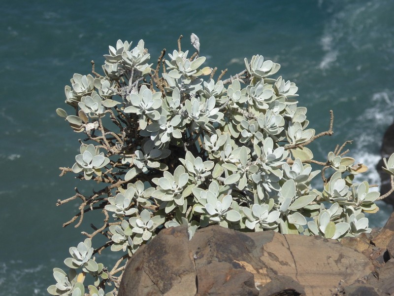 Helichrysum obconicum photo 5