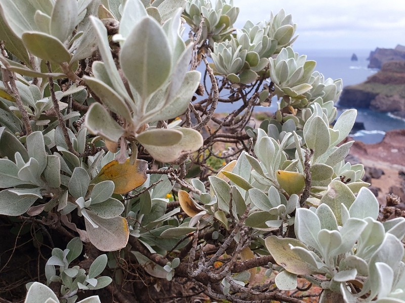 Helichrysum obconicum photo 6