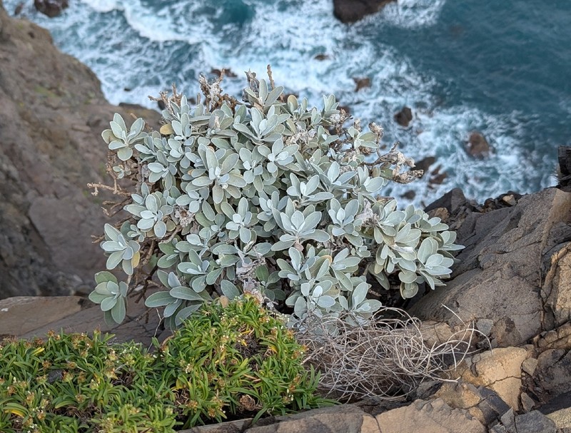 Helichrysum obconicum photo 7