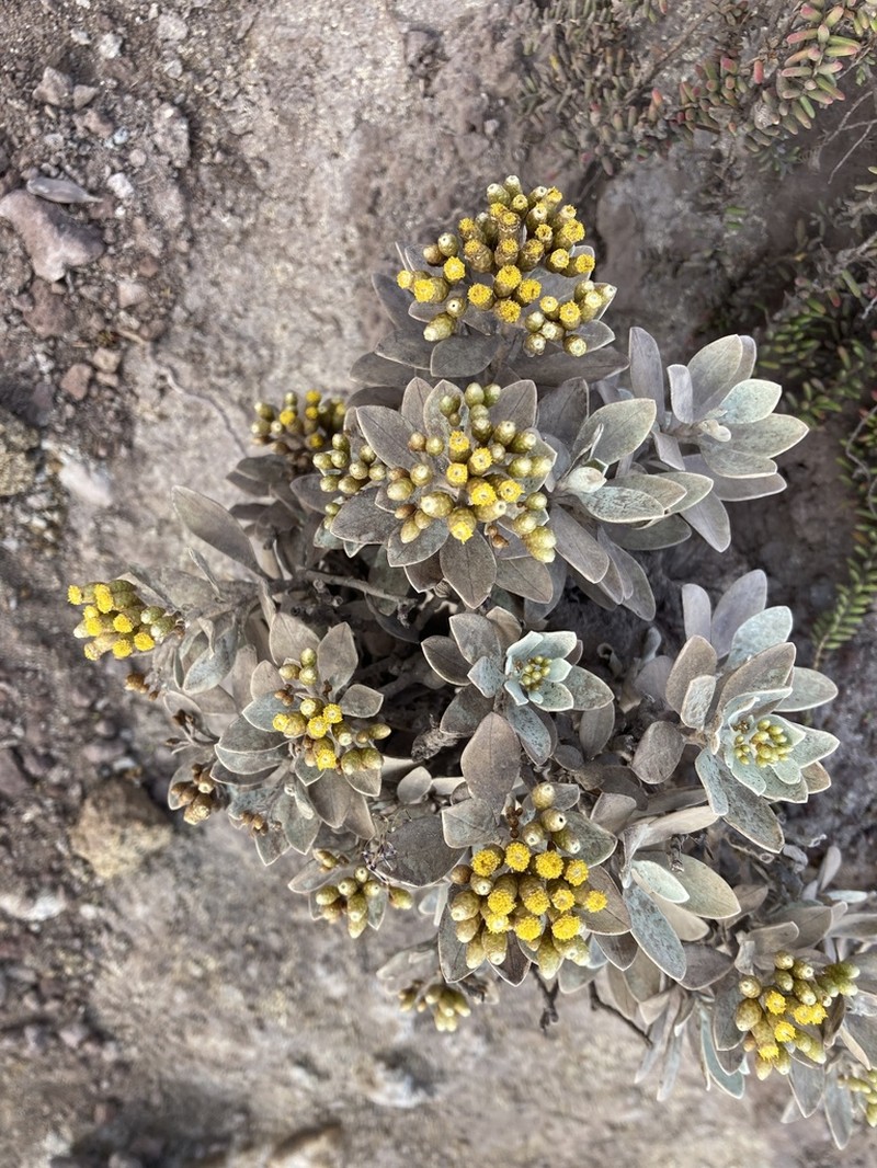 Helichrysum obconicum photo 8