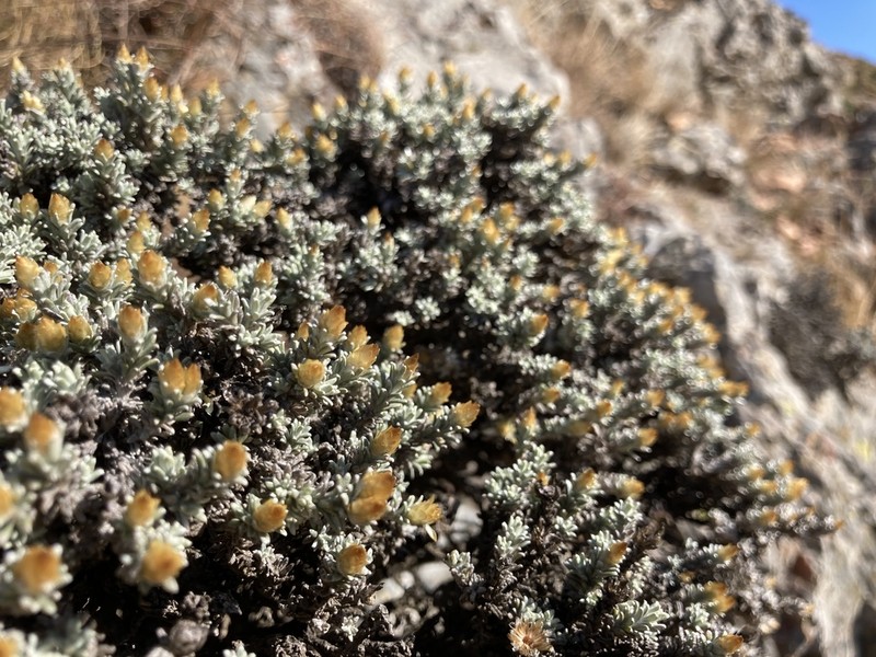 Helichrysum obductum