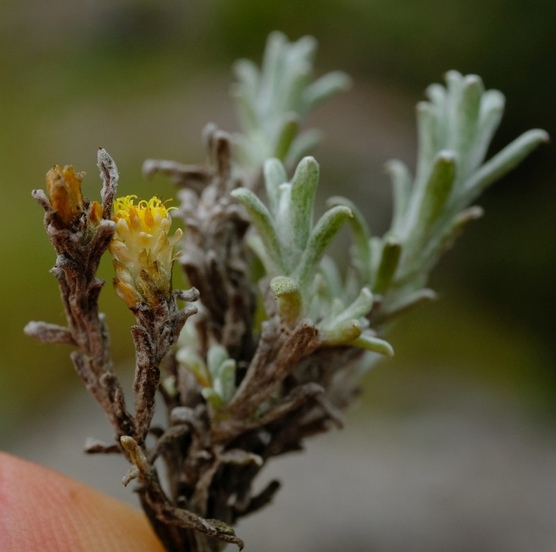 Helichrysum obductum photo 2