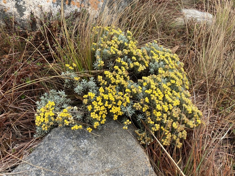 Helichrysum obductum photo 3