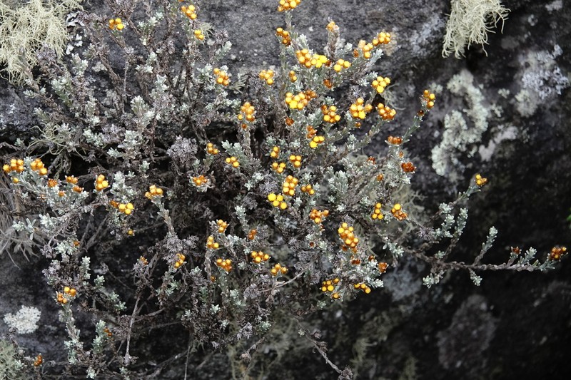 Helichrysum obductum photo 4