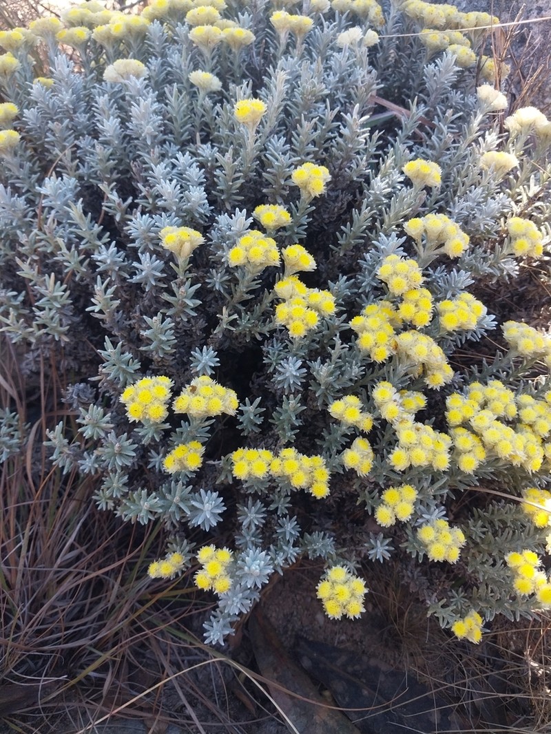 Helichrysum obductum photo 5
