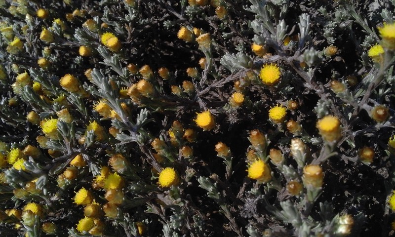 Helichrysum obductum photo 6