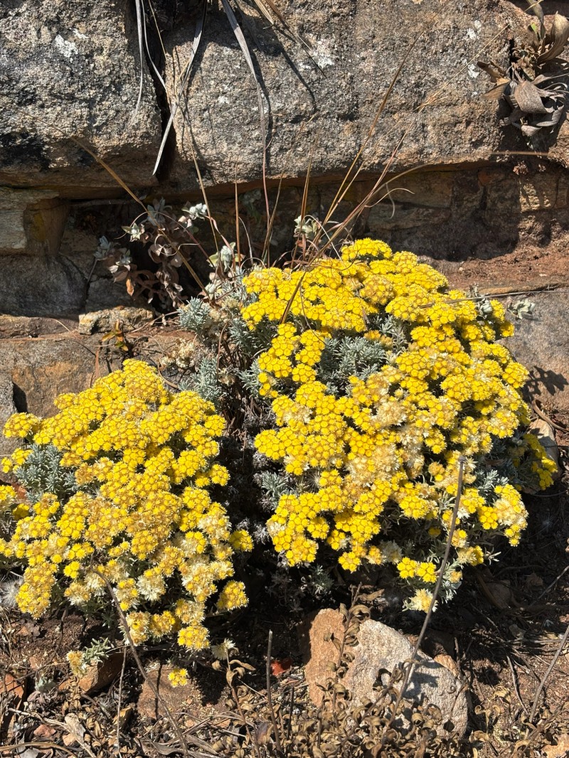 Helichrysum obductum photo 7