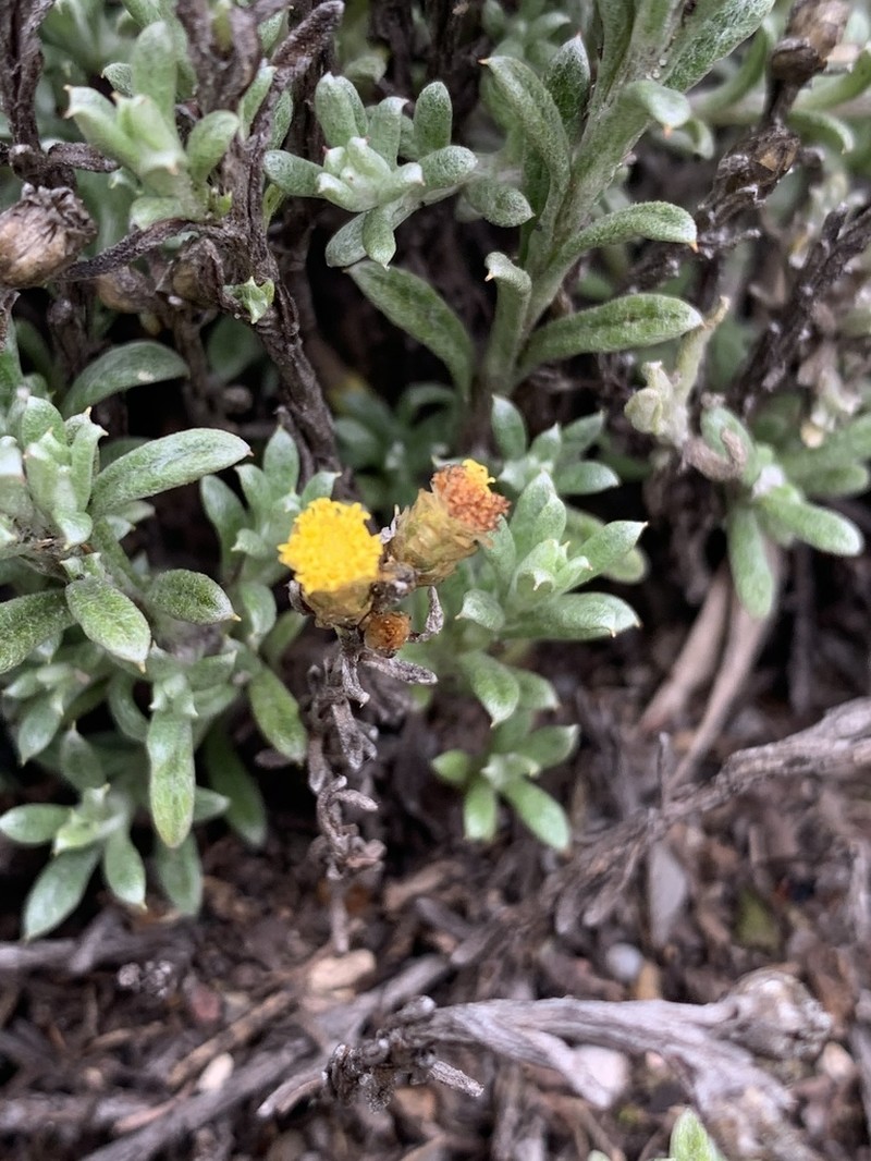 Helichrysum obductum photo 8